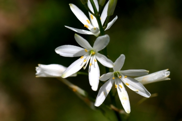 Växter för trädgårdsskuggälskande Anthericum-liliago-blomning