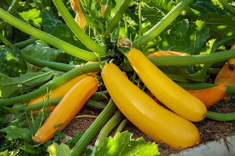 Vilka växter med zucchini att plantera i grönsaksplåstret