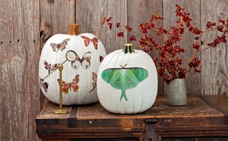 Halloween dekoration tinker-pumpa-vit-stora-fjärilar-limmade-vackra