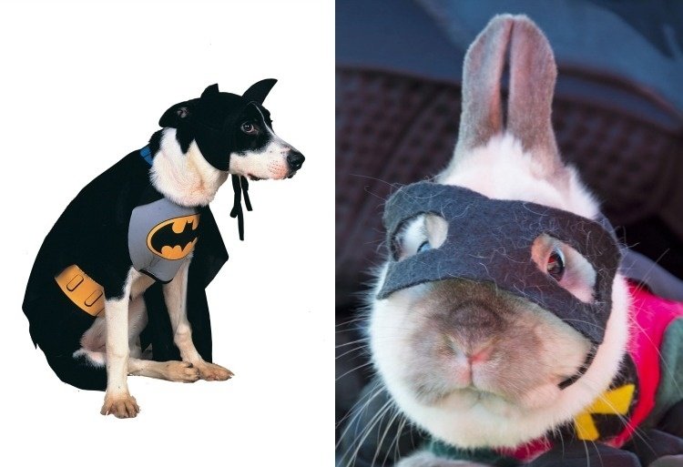 halloween-förklädnad-män-gör-själv-superhjälte-husdjur-roliga-DIY-hund-kaniner