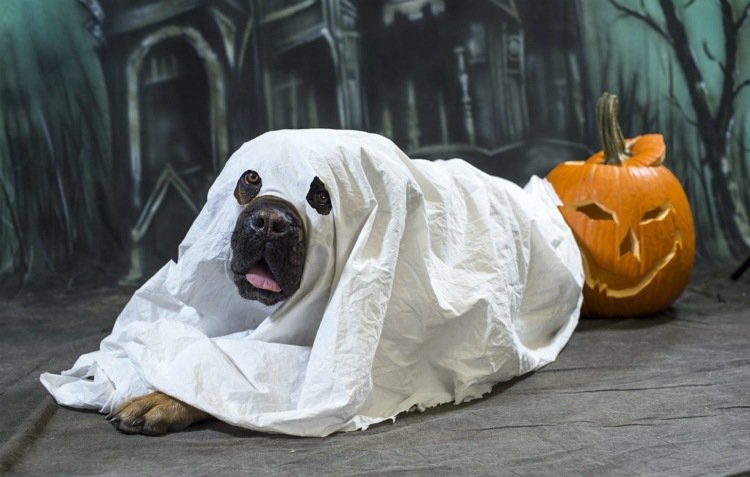 halloween-kostymer-gör-det-själv-spök-hund-roligt
