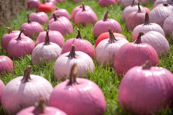 Halloween pumpor ljusrosa icke-traditionell färg