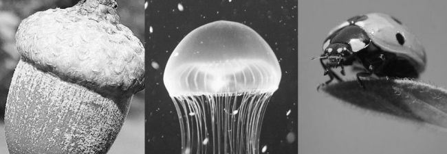 Naturen bildar levande varelser Acorn-Jellyfish Ladybird Design-lampor