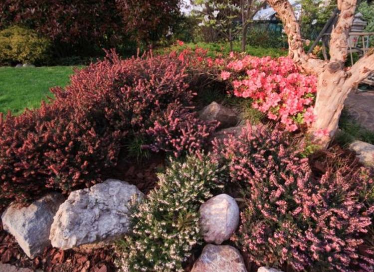 Kombinera ljungträdgård med stenar och rododendron