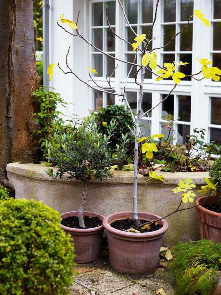 blomkruka träd växter trädgård idé fönster hus design