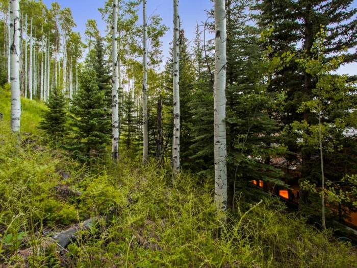 husdesign i skogen barrträd sommarsemestern