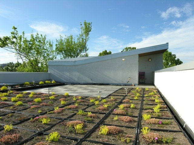 Idéer för betongtakdesign för trädgårdsväxter