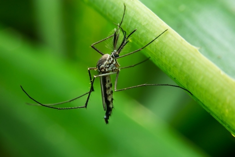Hemkurer för myggbett tips tricks för att lindra klåda
