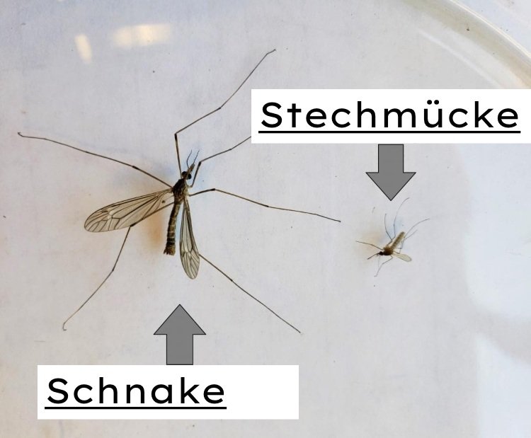 Mygg och Schnake jämförelse i storlek och struktur