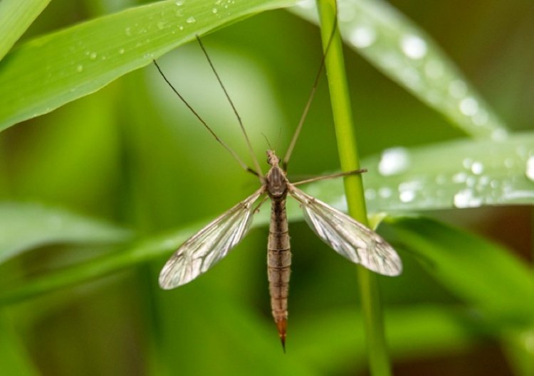 Flugor i trädgården bekämpar god dränering för växterna