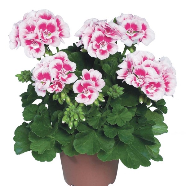 Pelargoner rosa blommor Pelargonium - vackra balkongväxter lätta att ta hand om