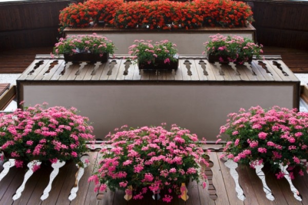 Rosa blommor doftande balkongväxter pryder balkongen