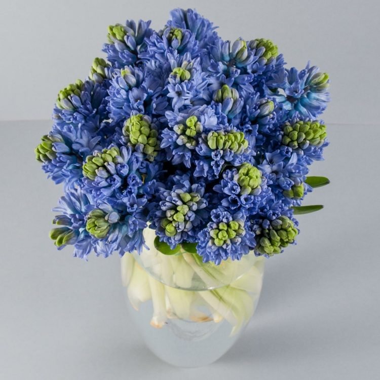 bröllop-blomma-idéer-hyacinthe-september-blå-doft-vår-höst