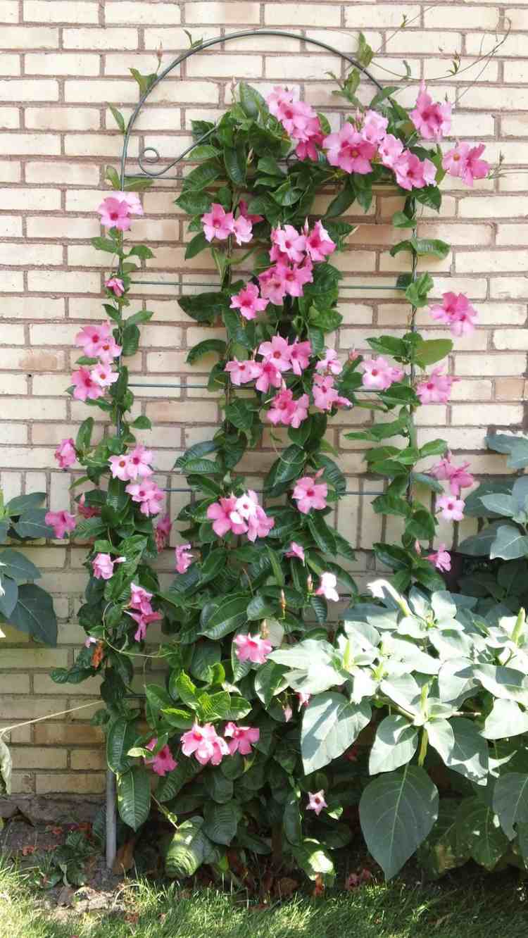 spaljé-för-växter-metall-rosa-blommor-klätterväxt