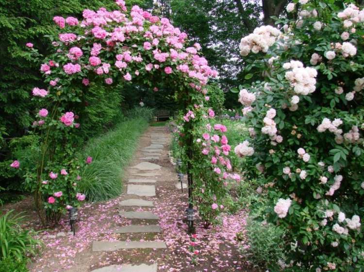 spaljé för växter grind-trädgård-ros-blomma-trädgård stig-sten