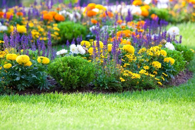 Skapa en gräsmatta Välj blommesorter och kombinera dem på ett smart sätt