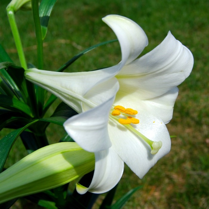lilja vita växter häck trädgård idé blommor
