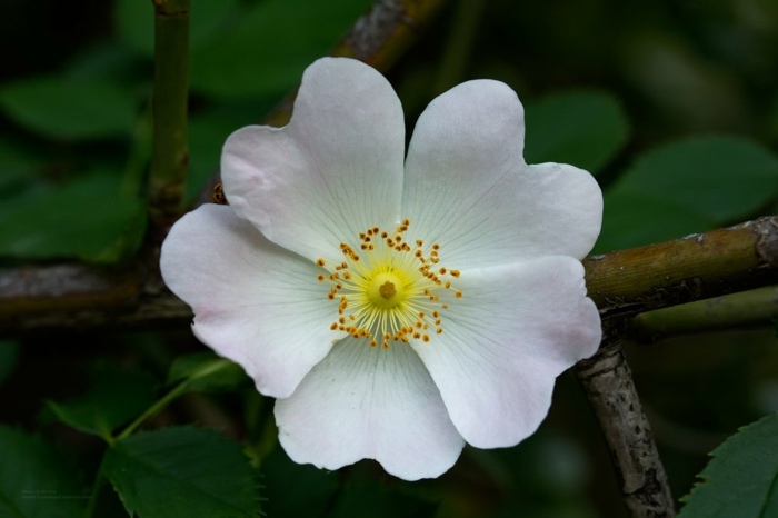 vild ros vit buskehäck skapa trädgårdsinspiration