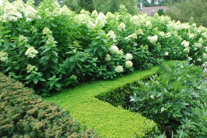 buskehäck i trädgården nivåer rader design