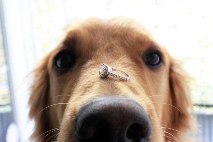 Äktenskapsförslag Idéer Hundförlovningsring Idéer