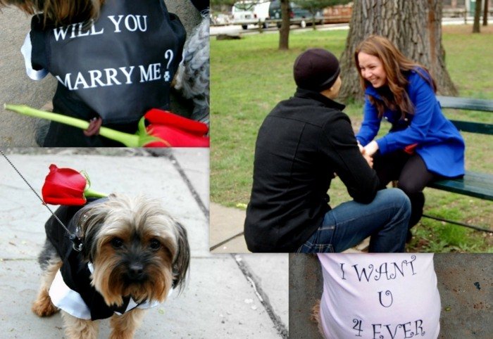 Äktenskap-förslag-idéer-hund-frågar-efter-din-hand