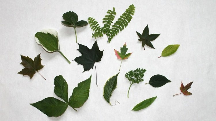 Skapa herbarium gröna blad-höst-deco-naturliga material