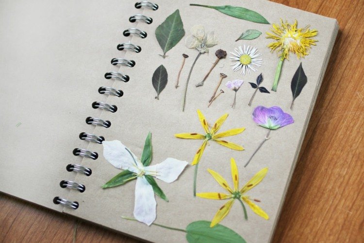 herbarium-skapa-barn-lära-pyssla-lära-natur-botanik