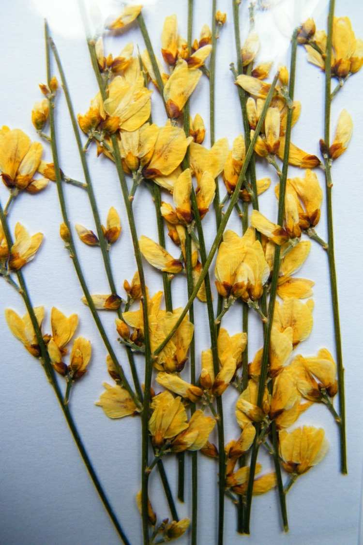 skapa herbarium gul-blomma-stam-torkade-växter