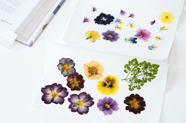 Skapa herbarium hantverk-idé-blommor-papper