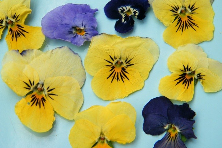 herbarium-skapa-penséer-gul-lila-blå