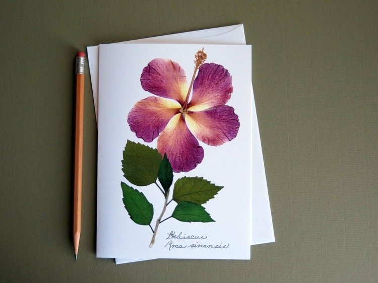 herbarium-skapa-hibiskus-torkade-blommor-rosa-present