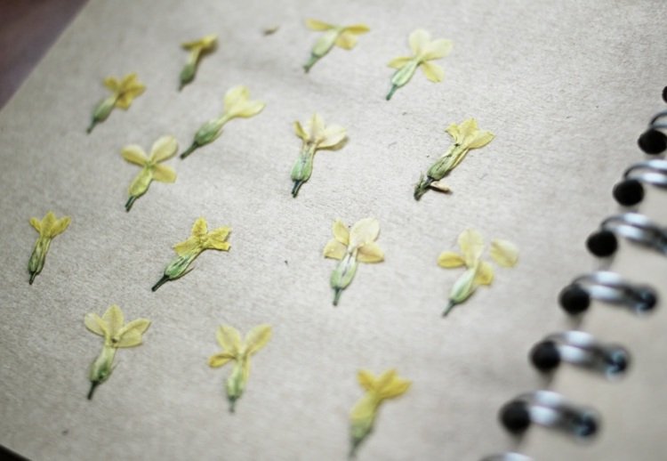 herbarium-skapa-gula-blommor-samling-papper-ringpärm