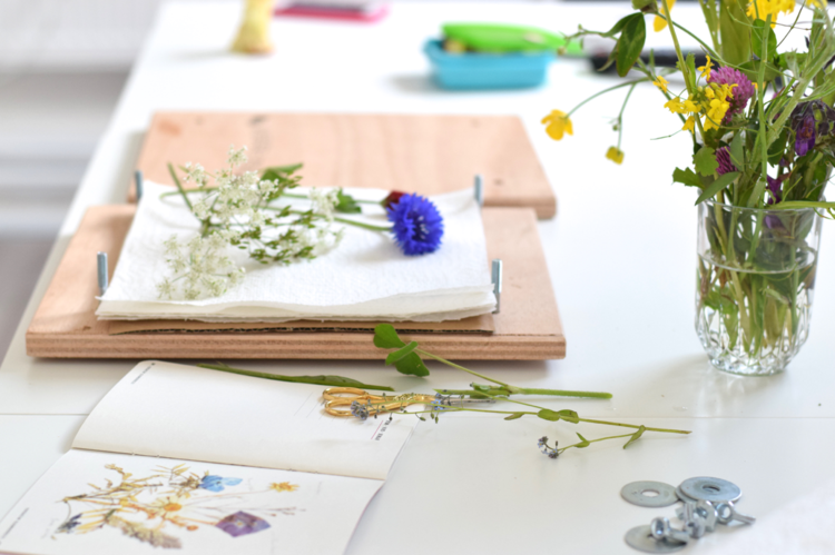 herbarium-skapa-instruktioner-tips-pressa-trä-brädor