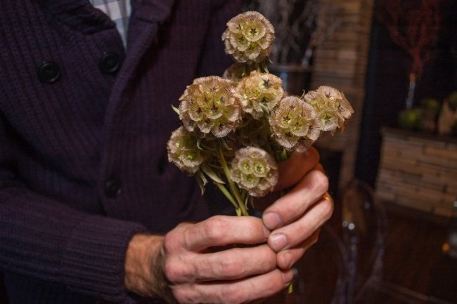 höstens blomsterarrangemang Scabiosa skida