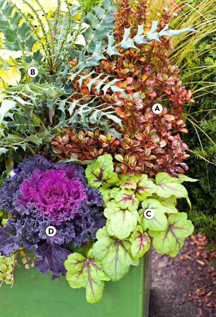 Vilken behållare planterar på hösten idéer för vinterhåriga prydnadsväxter för terrass