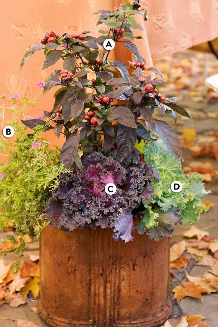 Hink på terrassen med höstväxter pepparväxt och prydnadskål och verbena