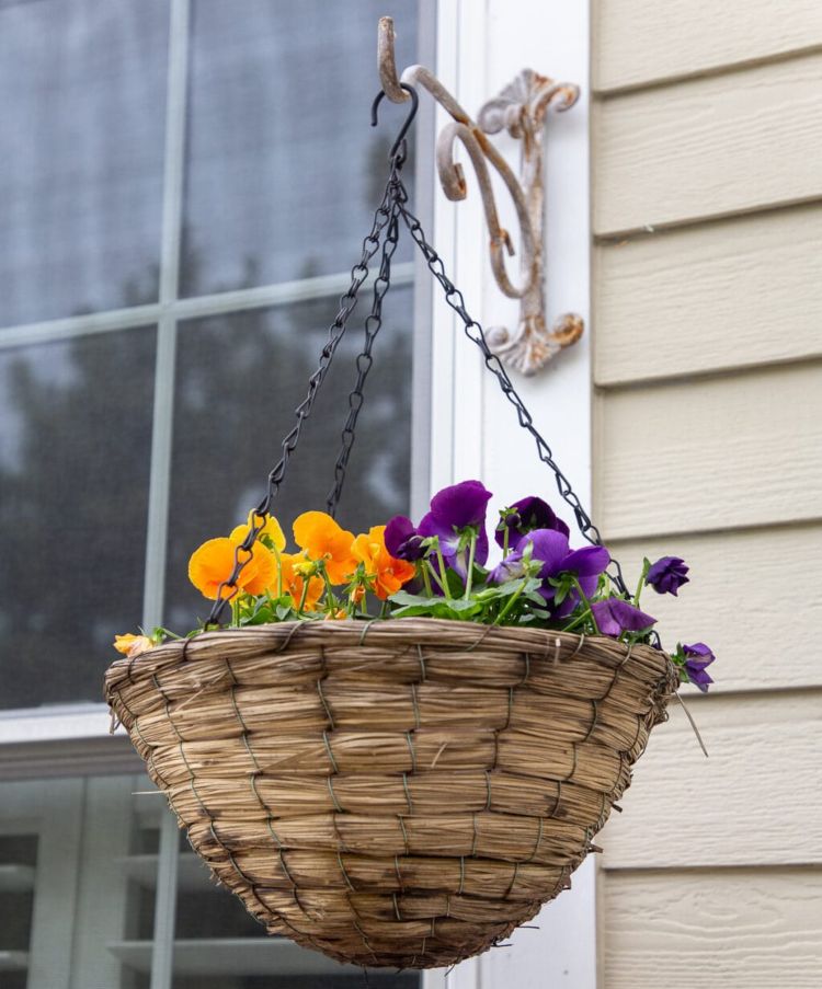 Välj höstblommor för trafikljus enligt klimatzonstips