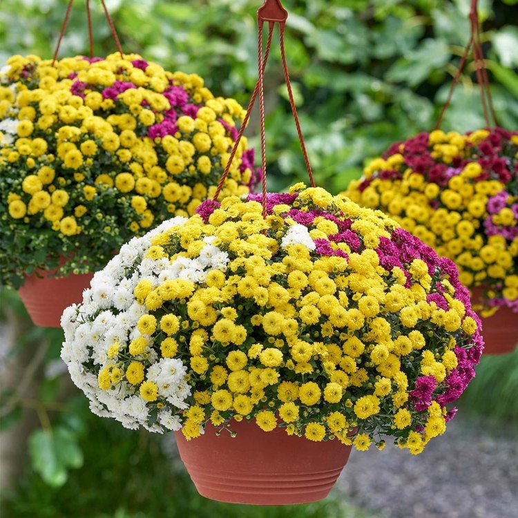 Krysantemum är populära höstblommor för trafikljus