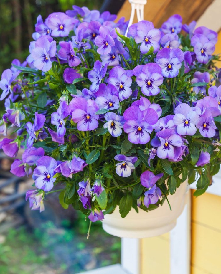 Fältblommor som höstplantering för hinkar och trafikljus