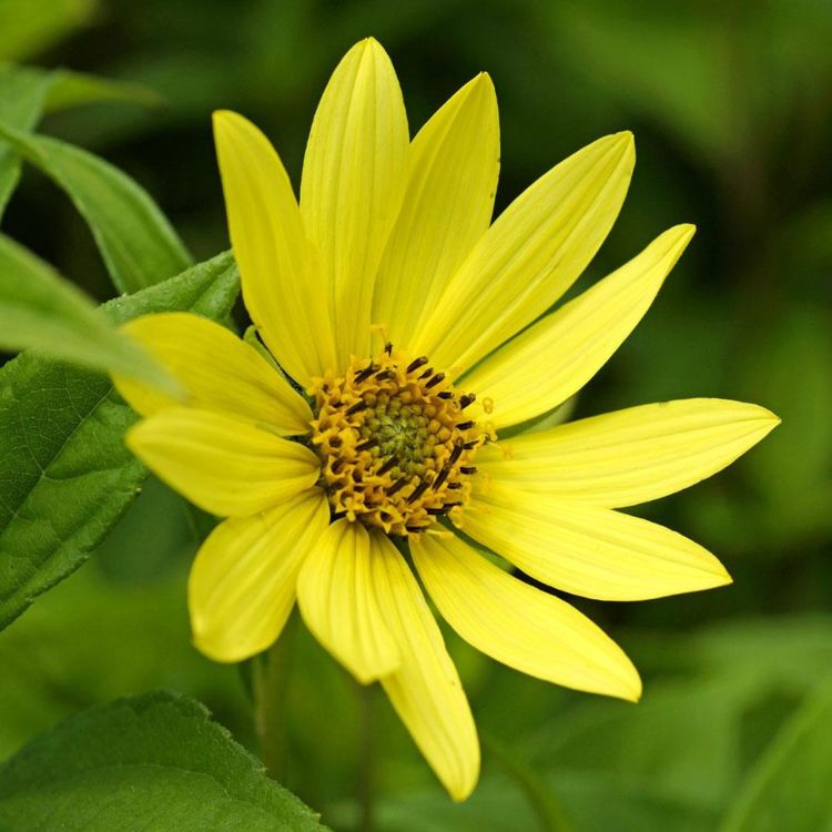 Flerårig solros är en gul höstblomma lämplig för planthängande lampor