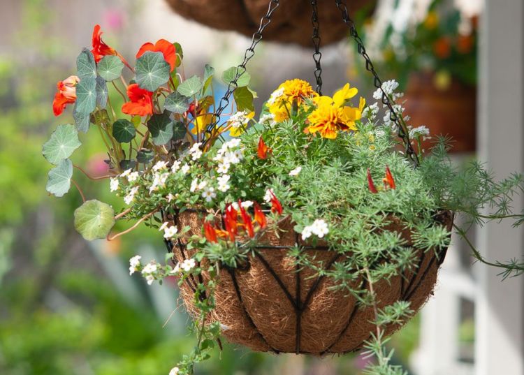 Tagetes höstblommor för trafikljus och hinkar