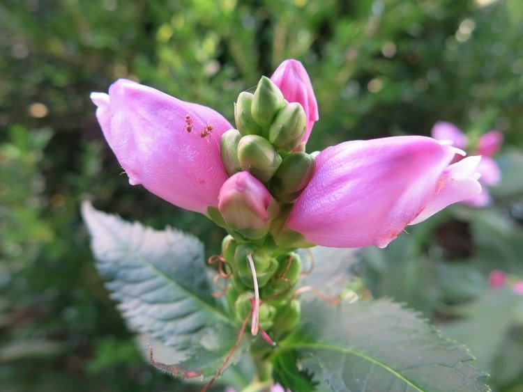 Sköldblomma med rosa blommor på hösten