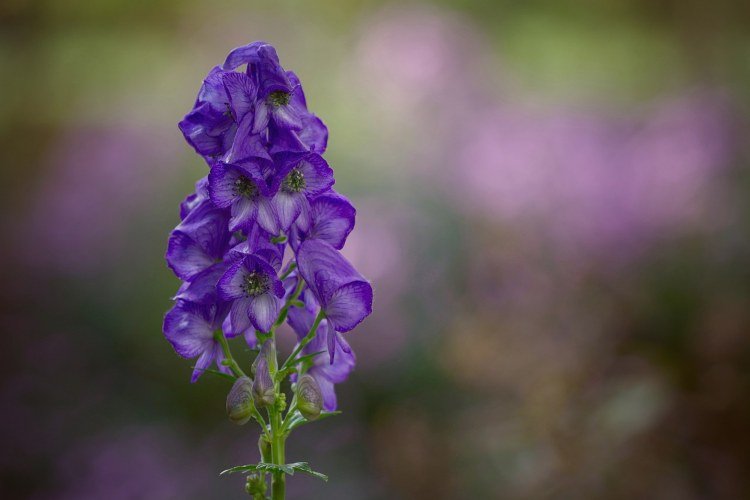 Höstverbena för plantering av krukor