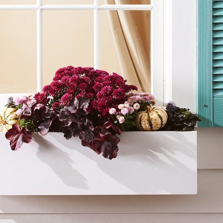 Höstblommor lådidéer Crimson lila klockor och krysantemum och blåkål och sötkål