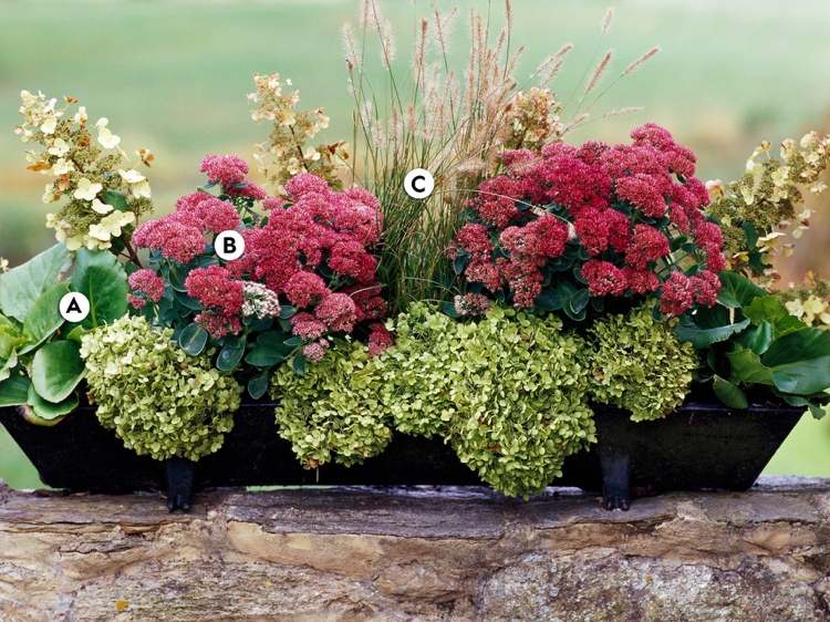Plantera höstblommor i blomlådor för balkonger