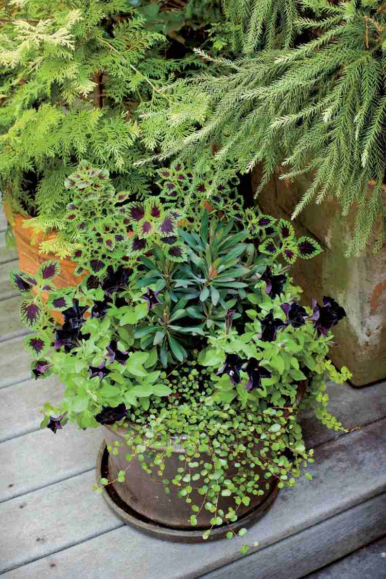 Dekorativa bladväxter och höstblommor för balkongidéer