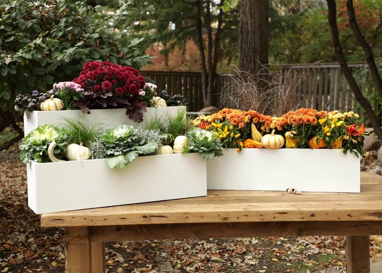 Höstblommor för balkonger Idéer för höstplantering i blomlådor