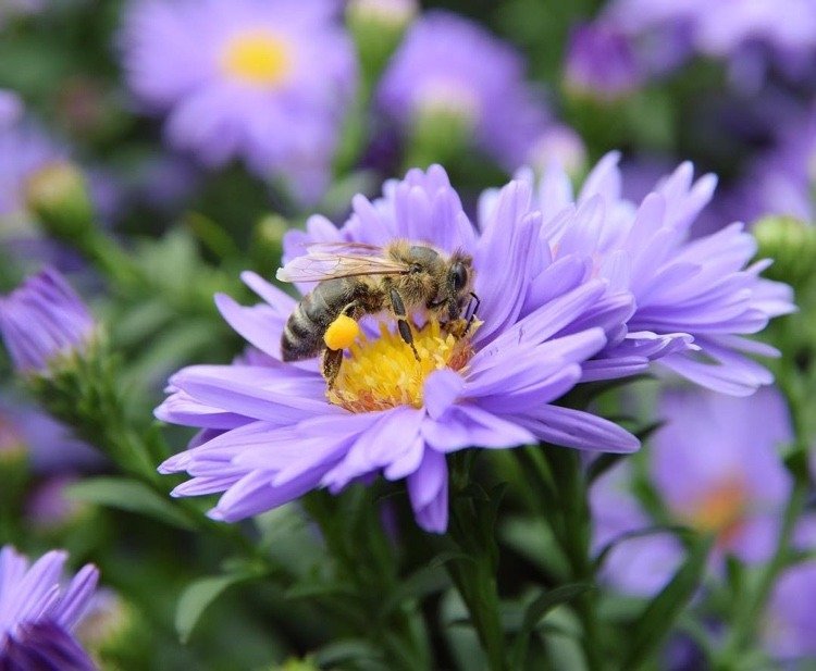 Asters är bi-vänliga höstväxter