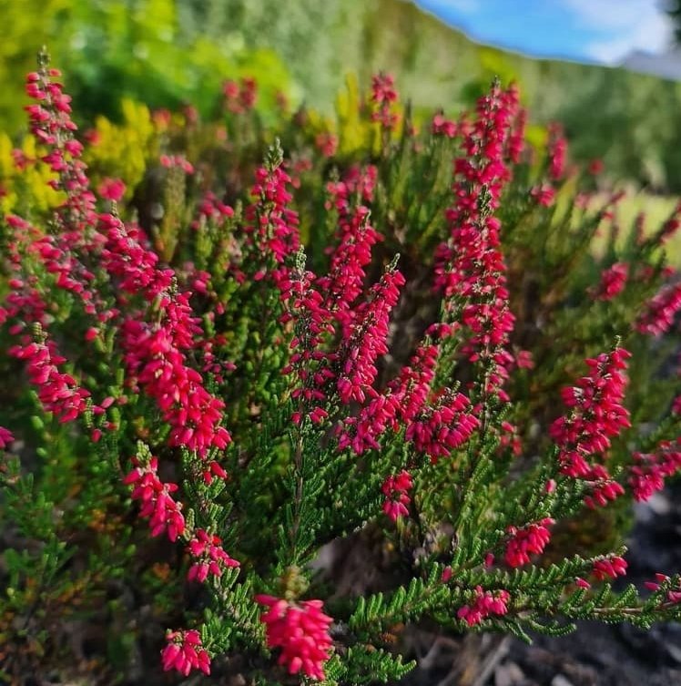 Calluna vulgaris 'Dark beauty' har ljusröda blommor