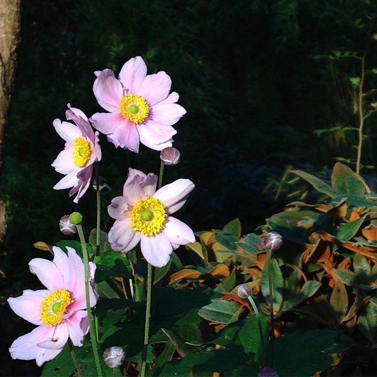 Anemone tomentosa 'Serenade' rosa blommor